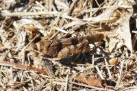Oedipoda caerulescens