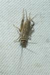 Eumodicogryllus bordigalensis