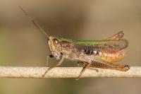 Chorthippus dorsatus