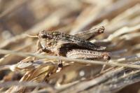 Tetrix undulata