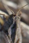 Tetrix undulata