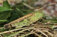 Aiolopus thalassinus