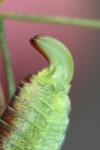 Phaneroptera falcata