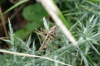 Platycleis affinis