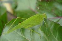 Phaneroptera nana
