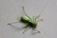 Meconema meridionale