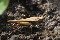 Tetrix subulata