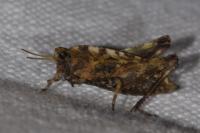 Tetrix undulata