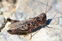 Omocestus petraeus