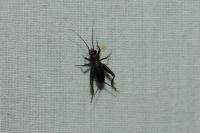Nemobius sylvestris