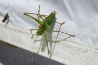 Leptophyes punctatissima