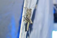 Tetrix ceperoi