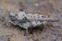 Paratettix meridionalis
