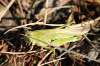 Epacromius tergestinus