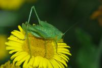 Phaneroptera nana