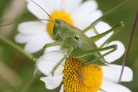 Tettigonia viridissima