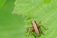 Pholidoptera griseoaptera
