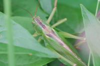 Tettigonia viridissima