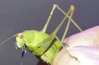Phaneroptera nana