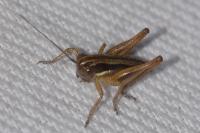 Roeseliana roeselii