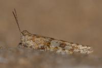 Sphingonotus caerulans