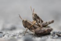 Pezotettix giornae