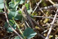 Euchorthippus elegantulus