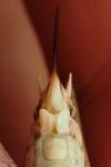 Platycleis intermedia