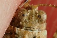 Paratettix meridionalis