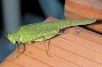 Phaneroptera nana