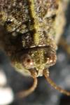 Tetrix ceperoi
