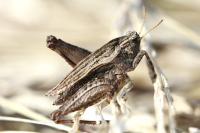 Tetrix undulata