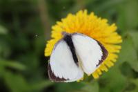 Pieris brassicae