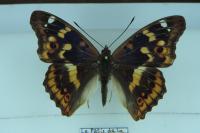 Apatura ilia