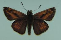 Ochlodes sylvanus