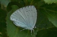 Celastrina argiolus