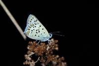 Lycaena tityrus