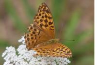 Argynnis paphia