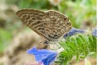 Leptotes pirithous