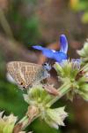 Lampides boeticus