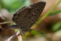 Leptotes pirithous