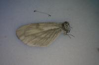 Leptidea sinapis