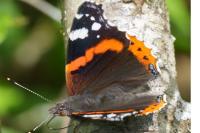 Vanessa atalanta