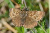 Erynnis tages