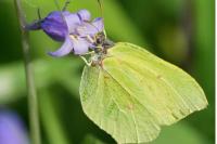 Gonepteryx rhamni