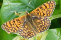 Melitaea cinxia