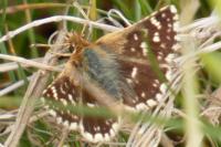 Spialia sertorius