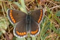Aricia agestis