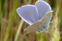 Polyommatus icarus