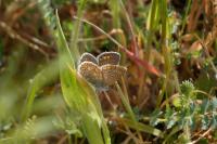 Polyommatus icarus
